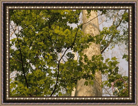 Raymond Gehman Sycamore Tree Branches And Tall Tree Trunk Framed Painting