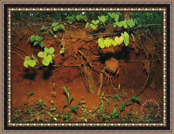 Raymond Gehman Tenacious Vine And Tree Roots Take Hold in Red Georgia Clay Framed Print