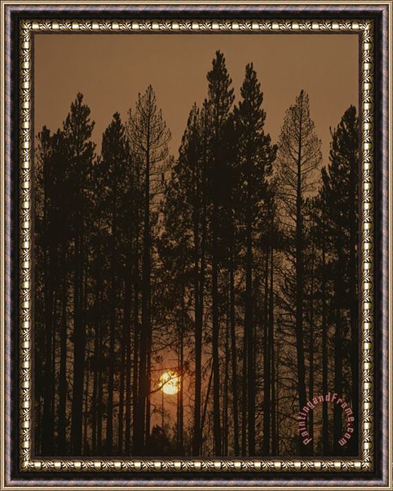 Raymond Gehman The Sun Sets Behind a Smoke Choked Wood of Lodgepole Pines Framed Painting