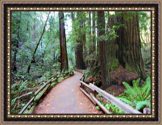 Raymond Gehman Trail And Redwoods in Muir Woods National Monument California Framed Print