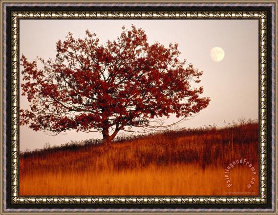Raymond Gehman Tree in Autumn Foliage on a Grassy Hillside with Moon Rising Over All Framed Painting