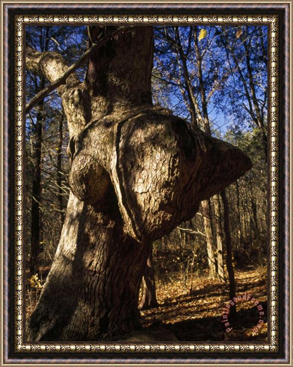 Raymond Gehman Tree Trunk with a Large Growth in a Woodland Setting Framed Painting