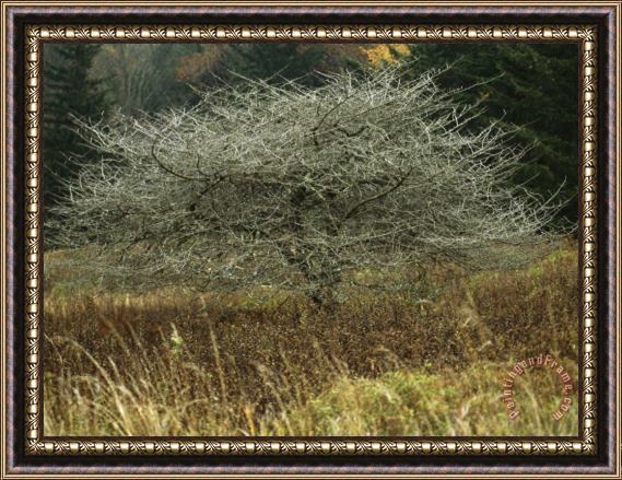 Raymond Gehman Tree with Artistically Swirled And Tangled Branches Framed Print