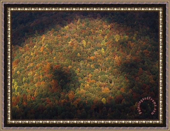 Raymond Gehman Trees in Autumn Foliage Seen From The Grand View Overlook Framed Painting