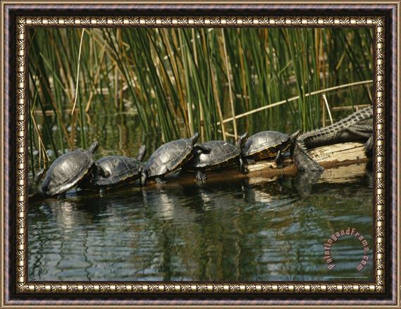 Raymond Gehman Turtles Line Up on The Safe Side of an Alligator Framed Print