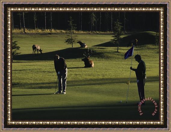 Raymond Gehman Two People Play Golf While Elk Graze on The Golf Course Framed Print