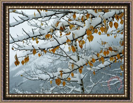 Raymond Gehman View of Snow Laden Poplar Branches Framed Painting