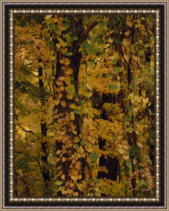 Raymond Gehman Vines Clinging to Trees in a Mixed Hardwood Forest in Autumn Hues Framed Print