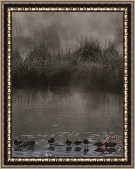 Raymond Gehman Wading Marsh Birds in Early Morning Fog Grand Teton National Park Framed Painting