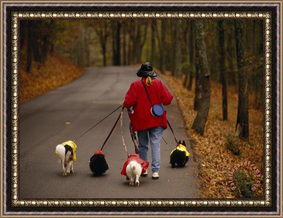 Raymond Gehman Woman Walks Her Army of Dogs Dressed in Colorful Raincoats Framed Painting