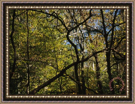 Raymond Gehman Woodland Scene with a Tangle of Tree Branches Framed Print