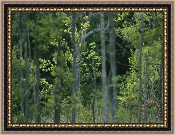 Raymond Gehman Woodland View with Young Trees Framed Painting