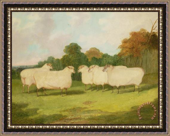 Richard Whitford Study of Sheep in a Landscape Framed Print