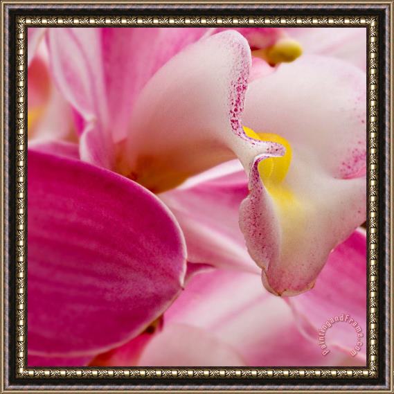 Sia Aryai Floret Pink I Framed Painting