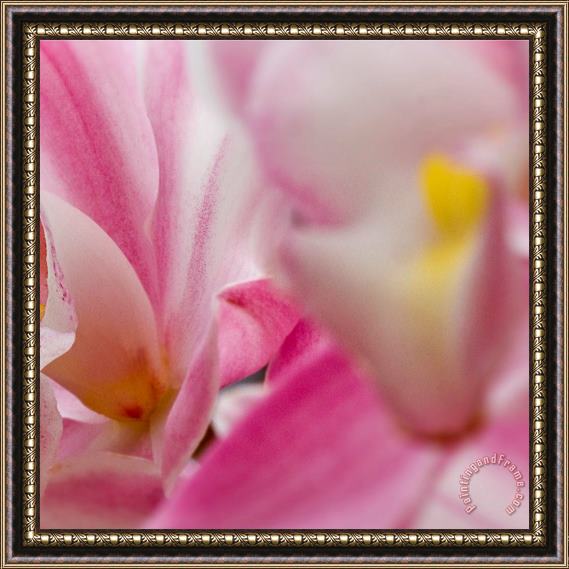 Sia Aryai Floret Pink III Framed Painting