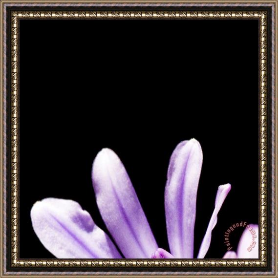 Sia Aryai Floret Purple I Framed Painting