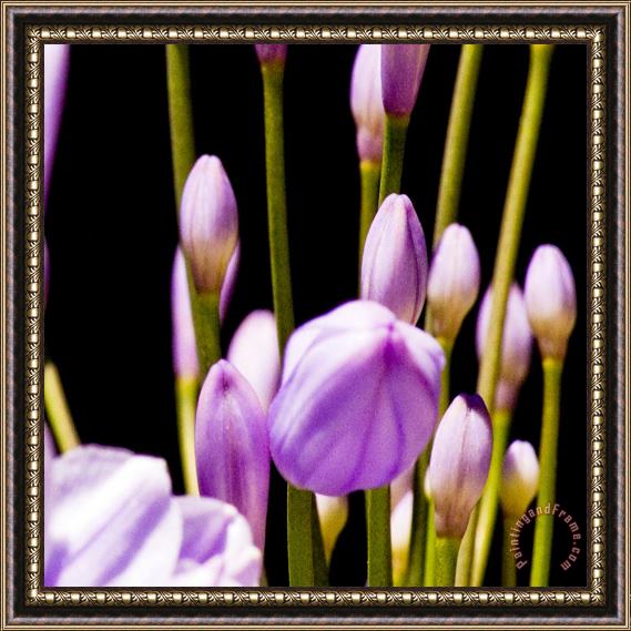Sia Aryai Floret Purple IV Framed Painting