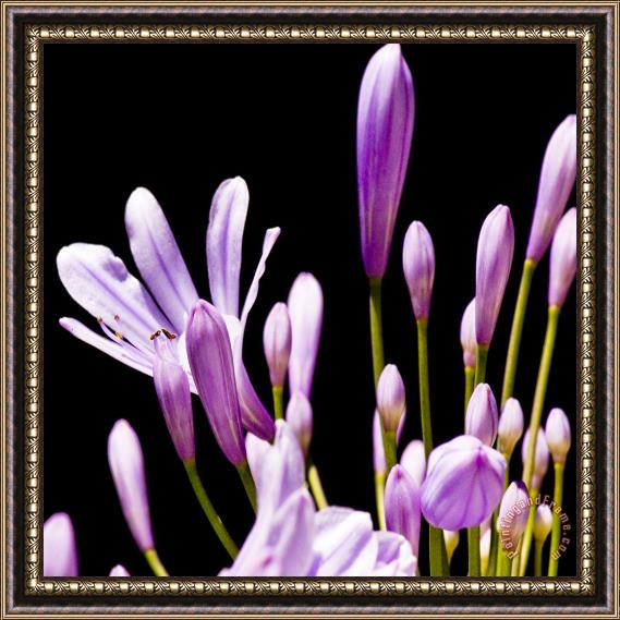 Sia Aryai Floret Purple V Framed Painting