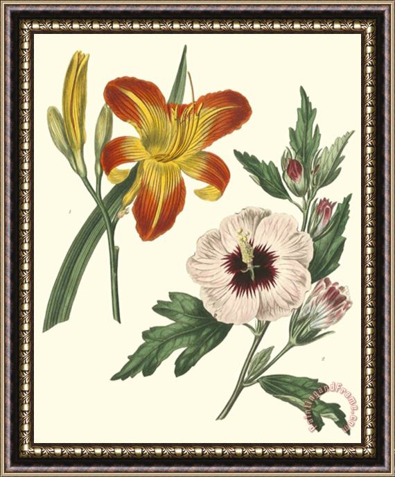 Sydenham Teast Edwards Gardener's Delight Iv Framed Print