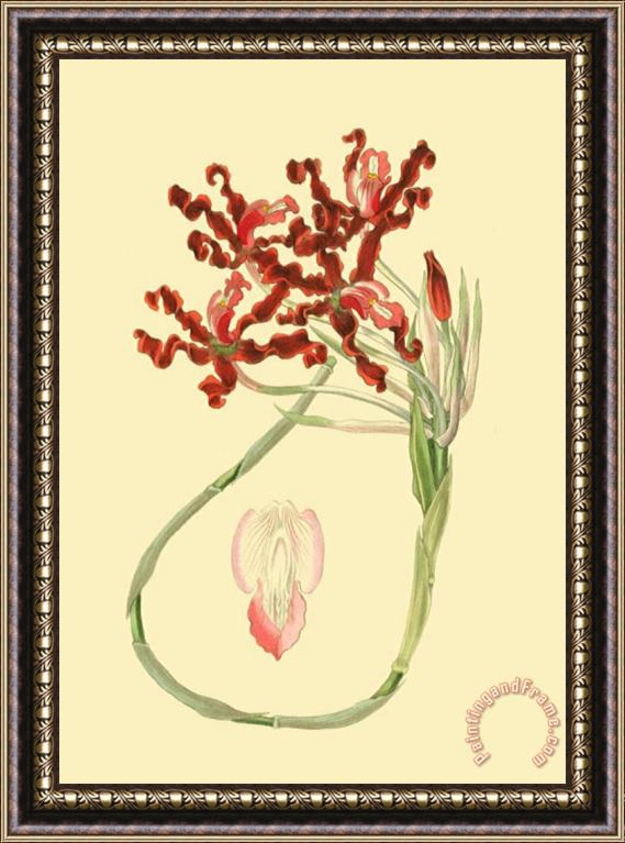 Sydenham Teast Edwards Le Fleur Rouge II Framed Print