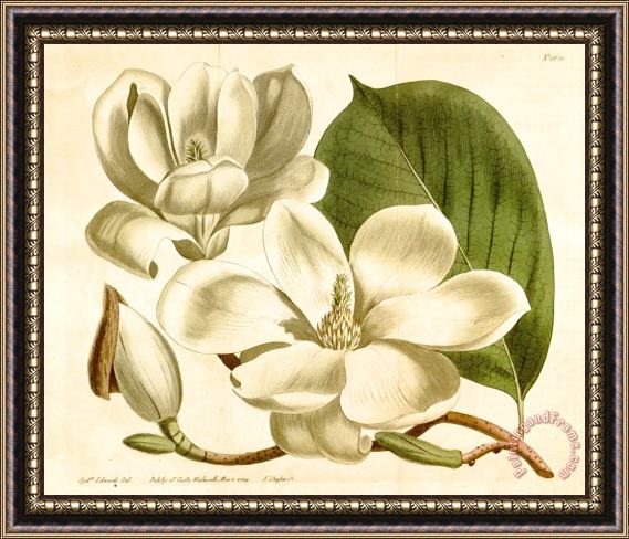 Sydenham Teast Edwards Magnolia Conspicua 1814 Framed Painting