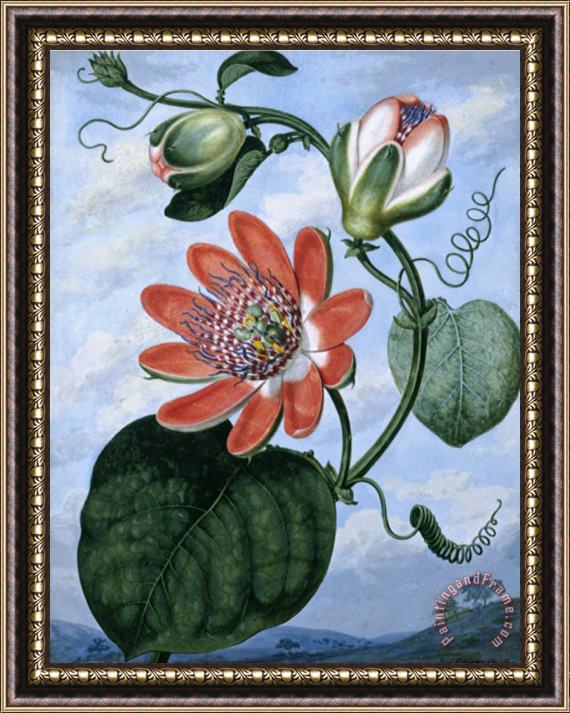 Sydenham Teast Edwards The Winged Passion Flower Framed Print