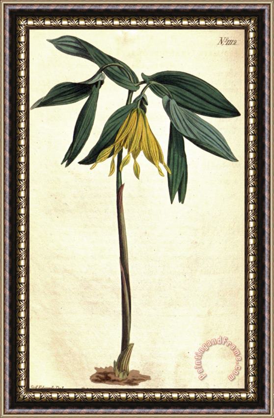 Sydenham Teast Edwards Uvularia Grandiflora 1808 Framed Painting