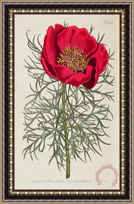 William Curtis Peony Framed Painting