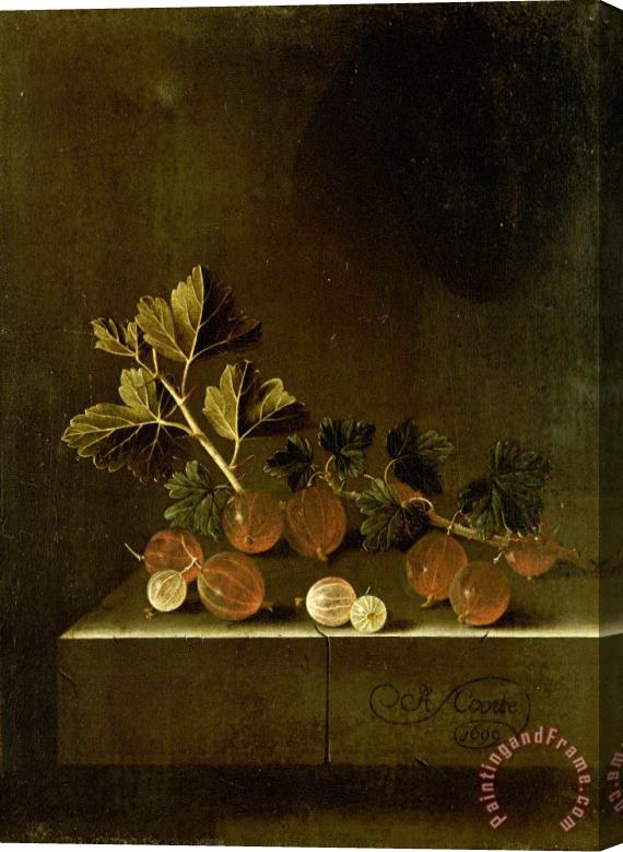 Adriaen Coorte A Sprig of Gooseberries on a Stone Plinth Stretched Canvas Print / Canvas Art