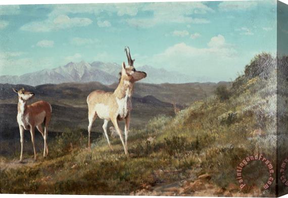 Albert Bierstadt Antelope Stretched Canvas Print / Canvas Art
