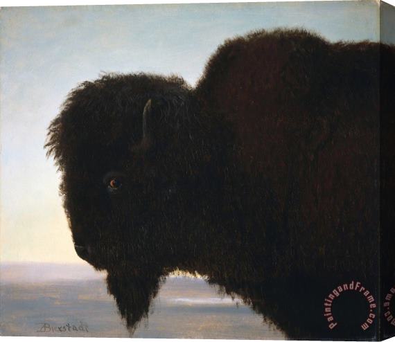 Albert Bierstadt Buffalo Head Stretched Canvas Print / Canvas Art