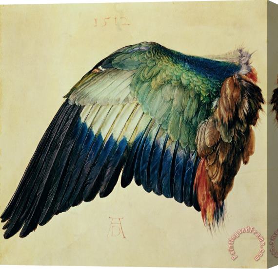 Albrecht Durer Wing of a Blue Roller Stretched Canvas Painting / Canvas Art