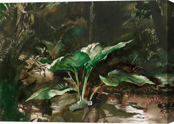 andrew wyeth Skunk Cabbage 1953 Stretched Canvas Painting / Canvas Art