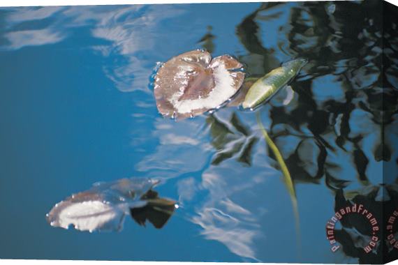 Australian School Water lily leaves and reflection of clouds in unknown lake Stretched Canvas Painting / Canvas Art