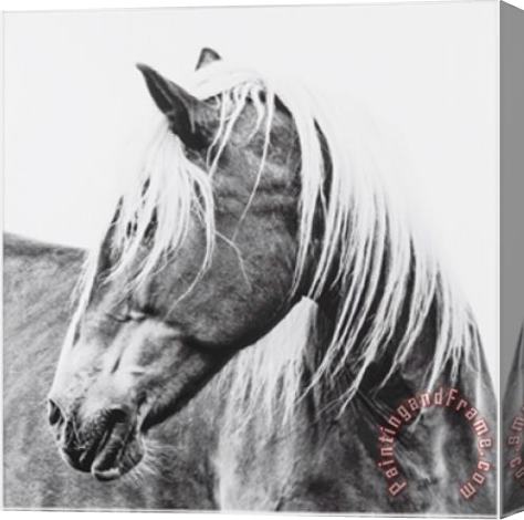 ausue Horse Stretched Canvas Print / Canvas Art
