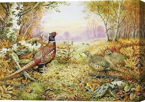 Carl Donner Pheasants in Woodland Stretched Canvas Painting / Canvas Art