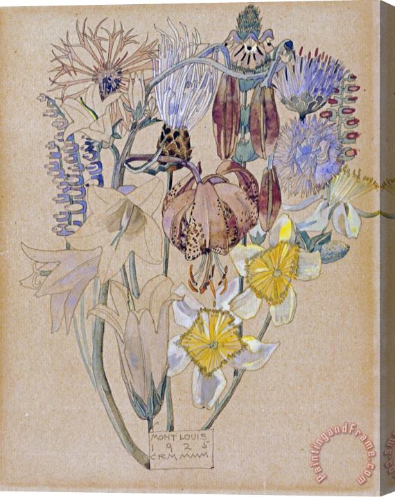 Charles Rennie Mackintosh Mont Louis Flower Study Stretched Canvas Print / Canvas Art