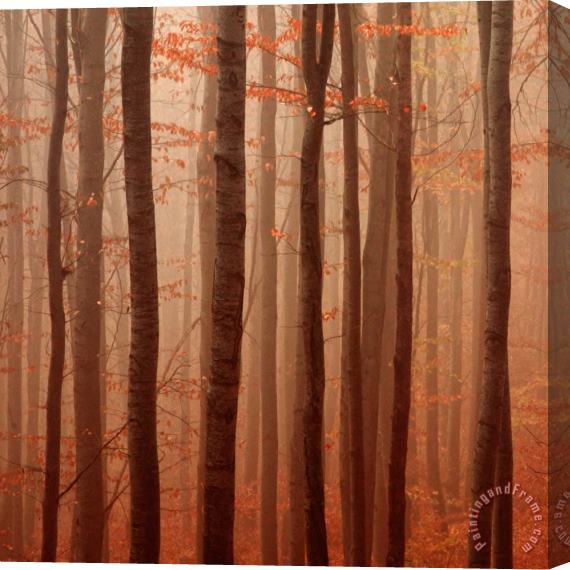 Collection 12 Forest Barcode Stretched Canvas Painting / Canvas Art