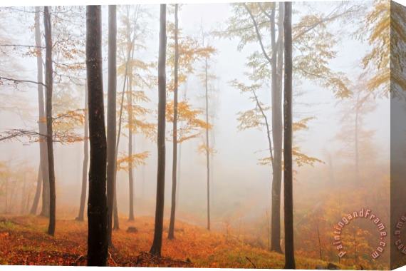 Collection 12 Golden Autumn Forest Stretched Canvas Print / Canvas Art