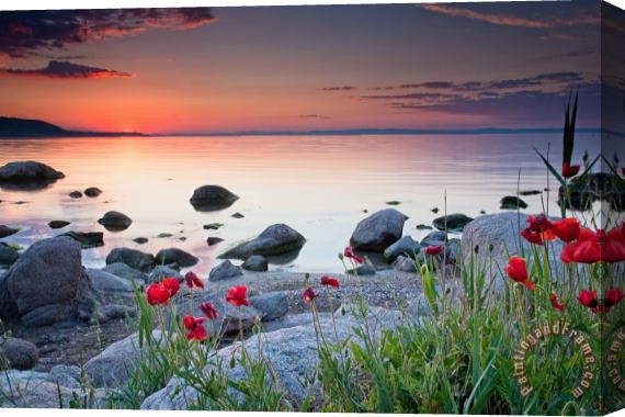 Collection 12 Poppies By the Sea Stretched Canvas Print / Canvas Art