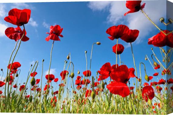 Collection 12 Poppies Season Stretched Canvas Painting / Canvas Art