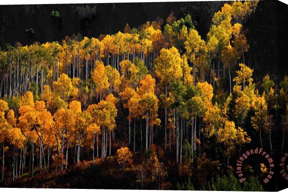 Collection 13 Morning Aspens Stretched Canvas Print / Canvas Art