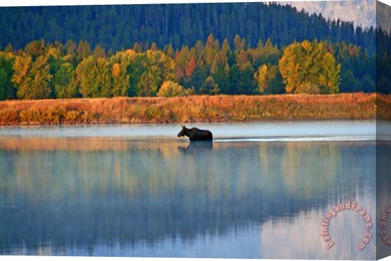 Collection 14 Moose Crossing Stretched Canvas Print / Canvas Art