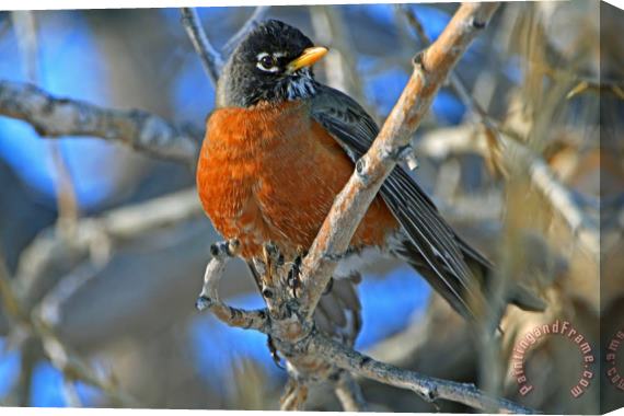 Collection 14 Robin Stretched Canvas Print / Canvas Art