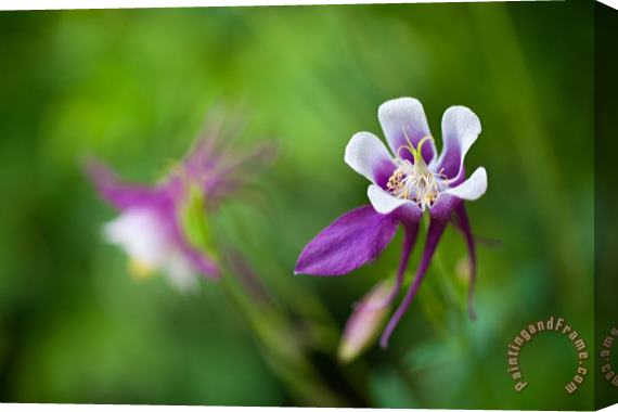 Collection 3 Purple Columbine Wildflower Stretched Canvas Print / Canvas Art