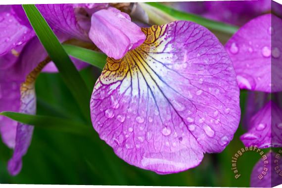 Collection 3 Purple Iris with Spring Rain Drops Stretched Canvas Print / Canvas Art