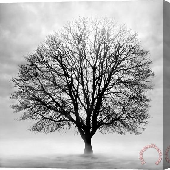 Collection 5 Silent Tree Stretched Canvas Print / Canvas Art