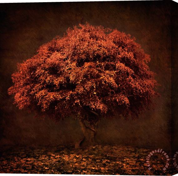 Collection 5 The Tree that knew me Stretched Canvas Print / Canvas Art