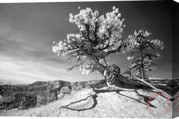 Collection 6 Bryce Canyon Tree Sculpture Stretched Canvas Print / Canvas Art