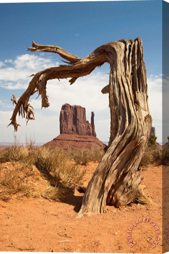 Collection 6 Monument Valley Desert Tree Stretched Canvas Print / Canvas Art